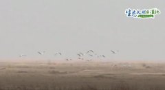成群灰鶴盤旋起舞、休憩覓食 為黃河濕地公園增添生機(jī)青海環(huán)保公司
