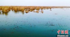 新疆羅布淖爾國(guó)家濕地公園迎來(lái)大批候鳥西寧污水處理公司
